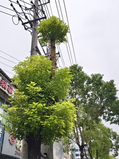 电线杆上茂盛的绿植