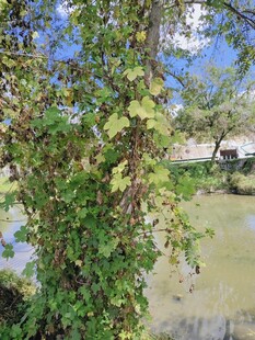 河畔枝叶繁茂的绿植