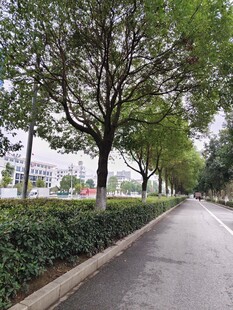 林荫道路 城市街景