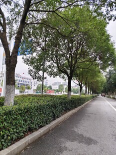 林荫绿道 街景