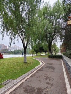 湖畔林荫小道