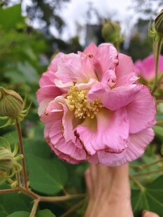 娇艳粉色蔷薇花