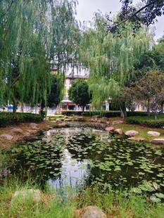 池塘边的垂柳景观