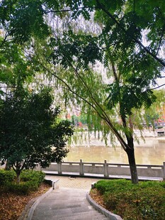 公园林荫小道景观