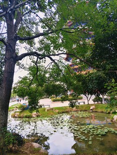 水塘绿树成荫