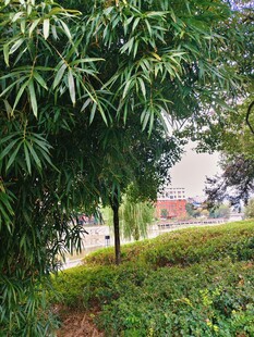 绿意盎然的园林景致