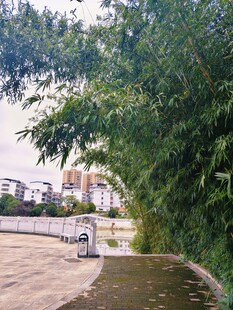 河边绿树环绕的休闲小径