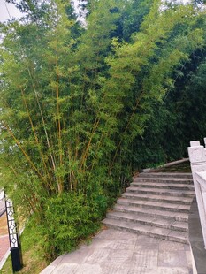 竹林中的石阶小道