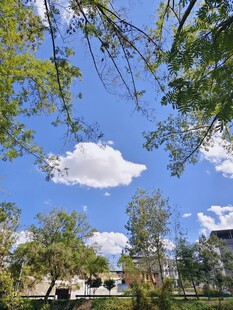 蓝天绿树间的惬意景致