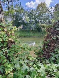 秋日河畔绿植环绕美景