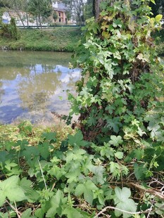 河边的繁茂绿植