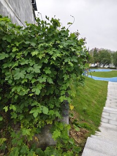 墙边翠绿藤蔓植物景观