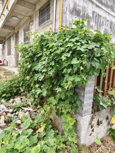 庭院中繁茂的绿植藤蔓