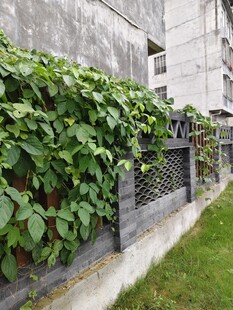 墙边绿植攀爬景致