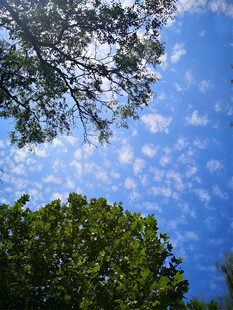 蓝天绿树