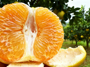 新鲜剥开的多汁柑橘