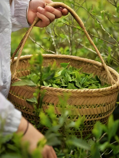 采摘茶叶