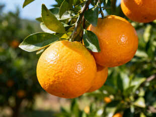 枝头的橙子