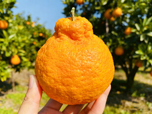 手捧丑橘在橘园