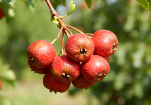 枝头红山楂