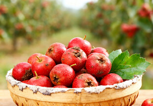 竹篮里的山楂果