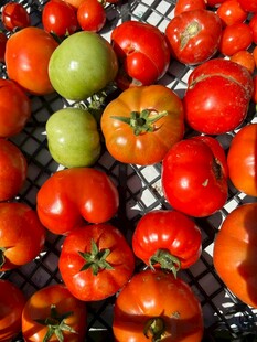 多彩番茄摆放在金属架上