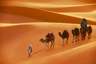 沙漠驼队