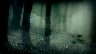 迷雾森林中的神秘景象