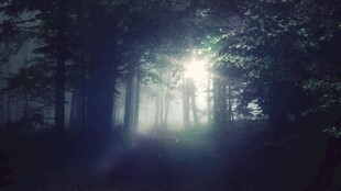 森林中神秘的光束穿透雾气