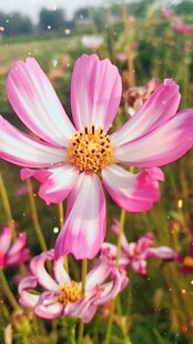 粉色波斯菊绽放于田野