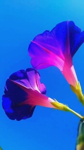 蓝天下的艳丽牵牛花