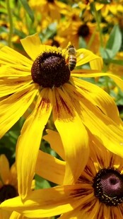 黄色黑心菊上的小蜜蜂