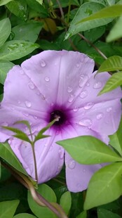 紫色牵牛花绽放