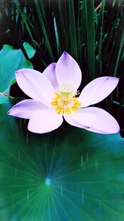 绽放的美丽白莲花