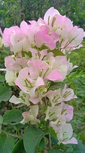  唯美花开视频素材