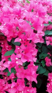 艳丽三角梅绽放