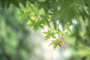 嫩绿枝叶的清新瞬间