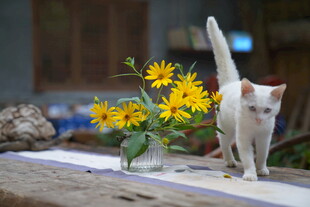 白猫嗅闻黄色小花