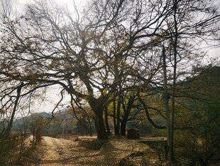 山间光秃大树 冬日风光