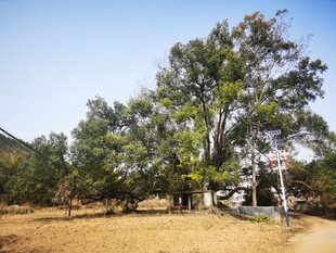 户外绿树环绕的开阔场景参天大树