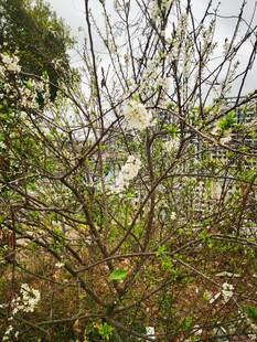 枝头绽放的白色小花 李树 