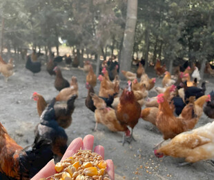 散养鸡