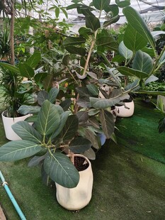 温室中的盆栽绿植