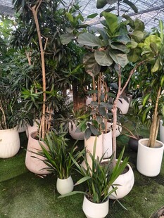 多样盆栽绿植展示