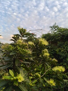 阳光下的繁茂绿植花朵