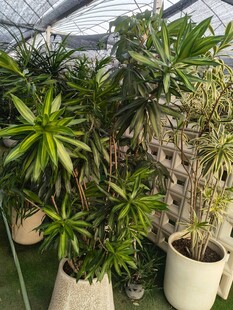 室内多样绿植盆栽景观