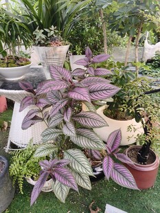 多彩盆栽植物展示