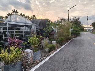 路边绿植景观自然清新