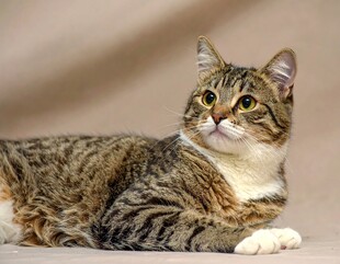 斑纹猫咪侧卧优雅模样