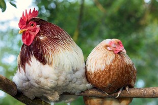 树枝上的公鸡与母鸡